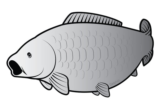 Aufkleber Karpfen SILVER